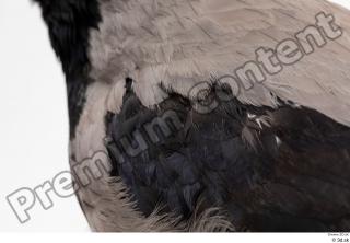 Carrion crow back bird wing 0002.jpg